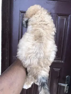 1-3 months Male Purebred Poodle