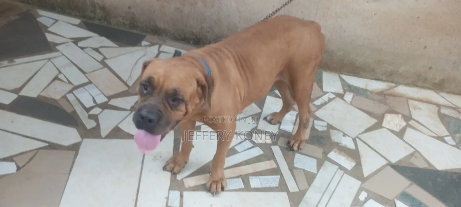 1+ year Female Purebred Boerboel