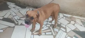 1+ year Female Purebred Boerboel