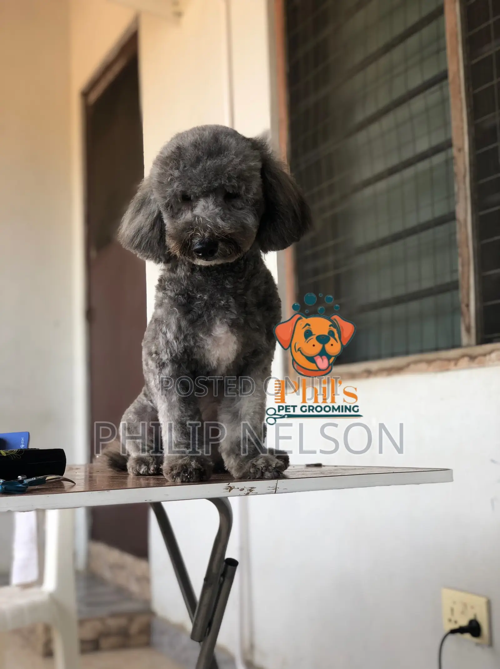 Dog Grooming Services