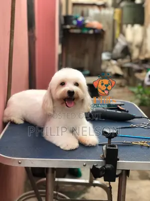 Grooming Services
