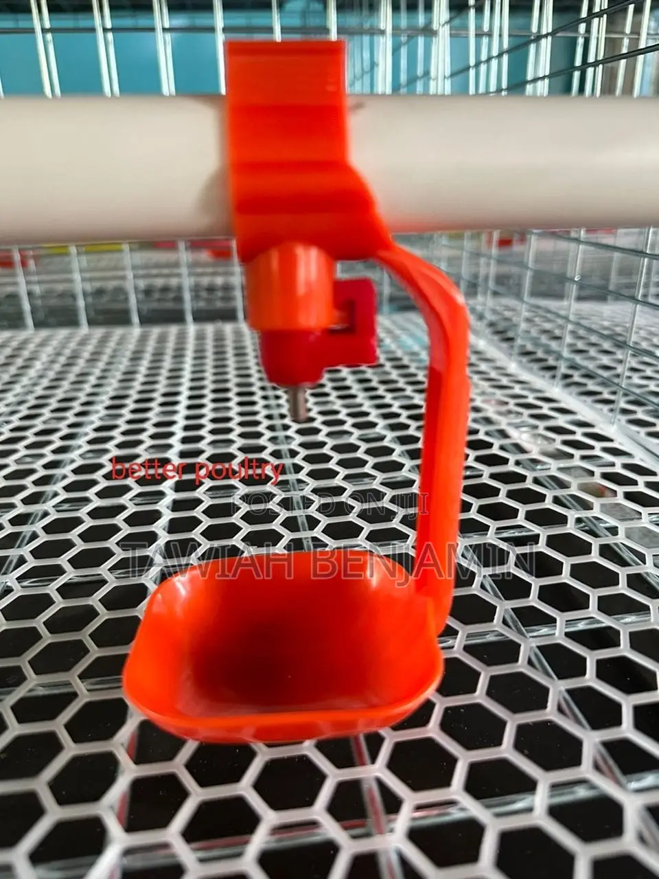 Chicken Nipple Withcup