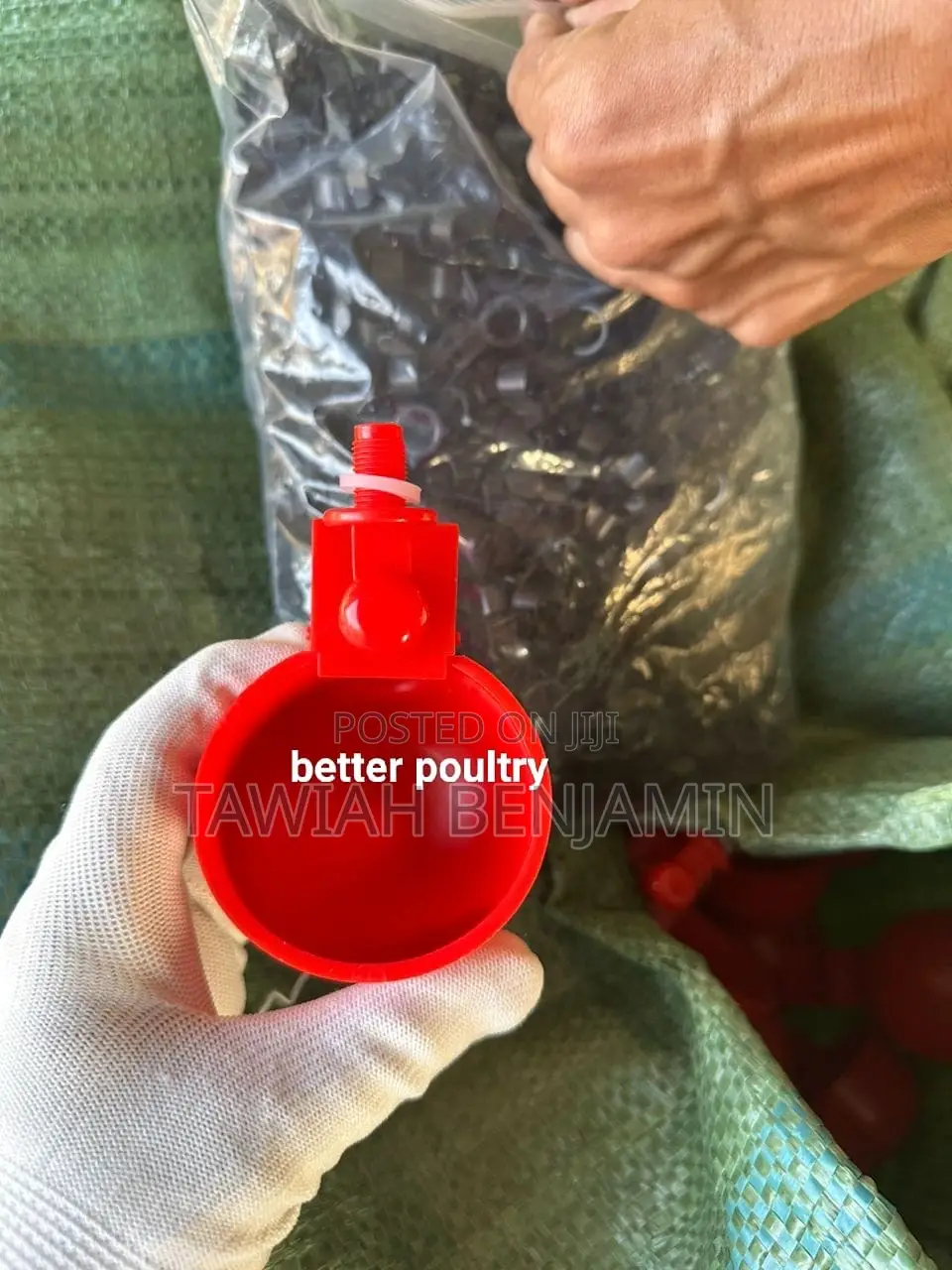 Chicken Nipple Withcup
