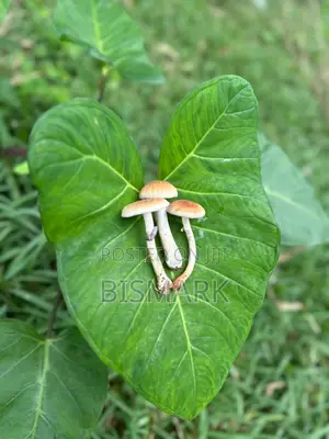 Magic Mushrooms (Psilocybin Shrooms) Whatsapp Only