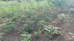 Half Plot for Sale at Nkroful _Karen