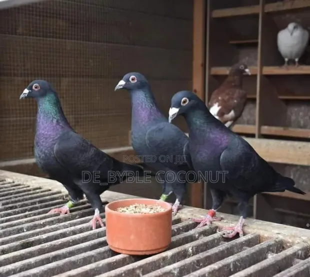 Purely Black DOVE in Dodowa Birds, De-byble Coconut