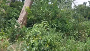 One Acre Farm Land Augently for Sale at Kwabere Kasaam