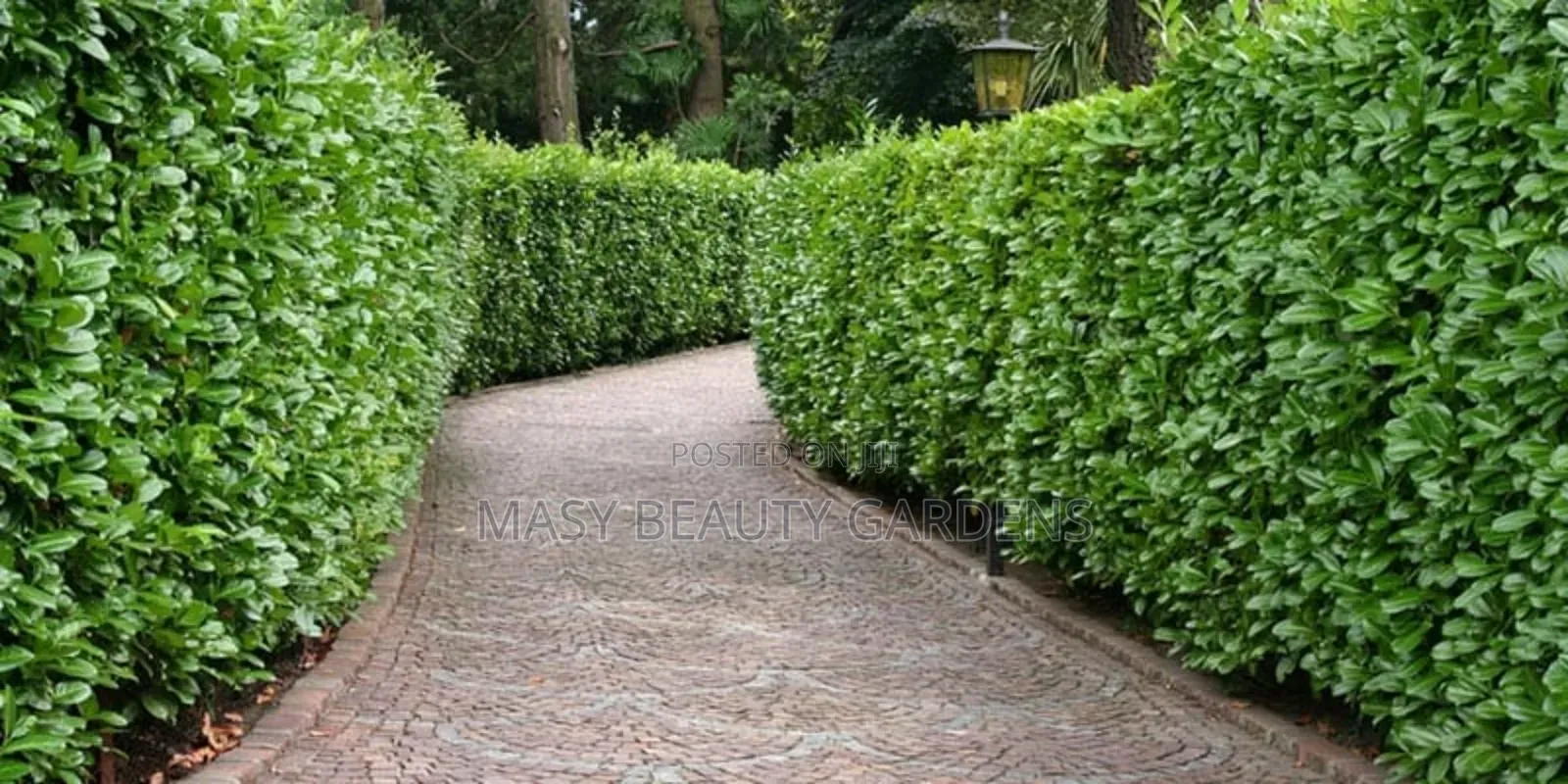 Masy Gardens N Landscaping