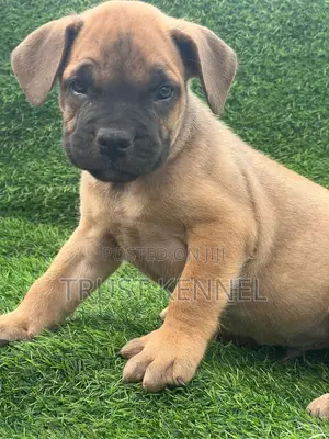 1-3 months Female Purebred Boerboel
