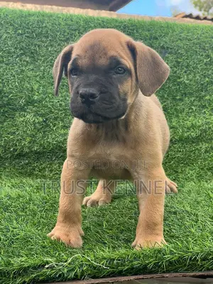 1-3 months Female Purebred Boerboel