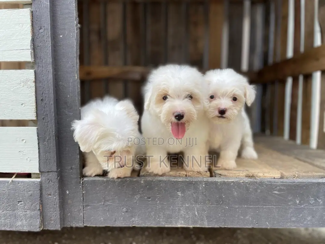 1-3 months Female Purebred Maltese
