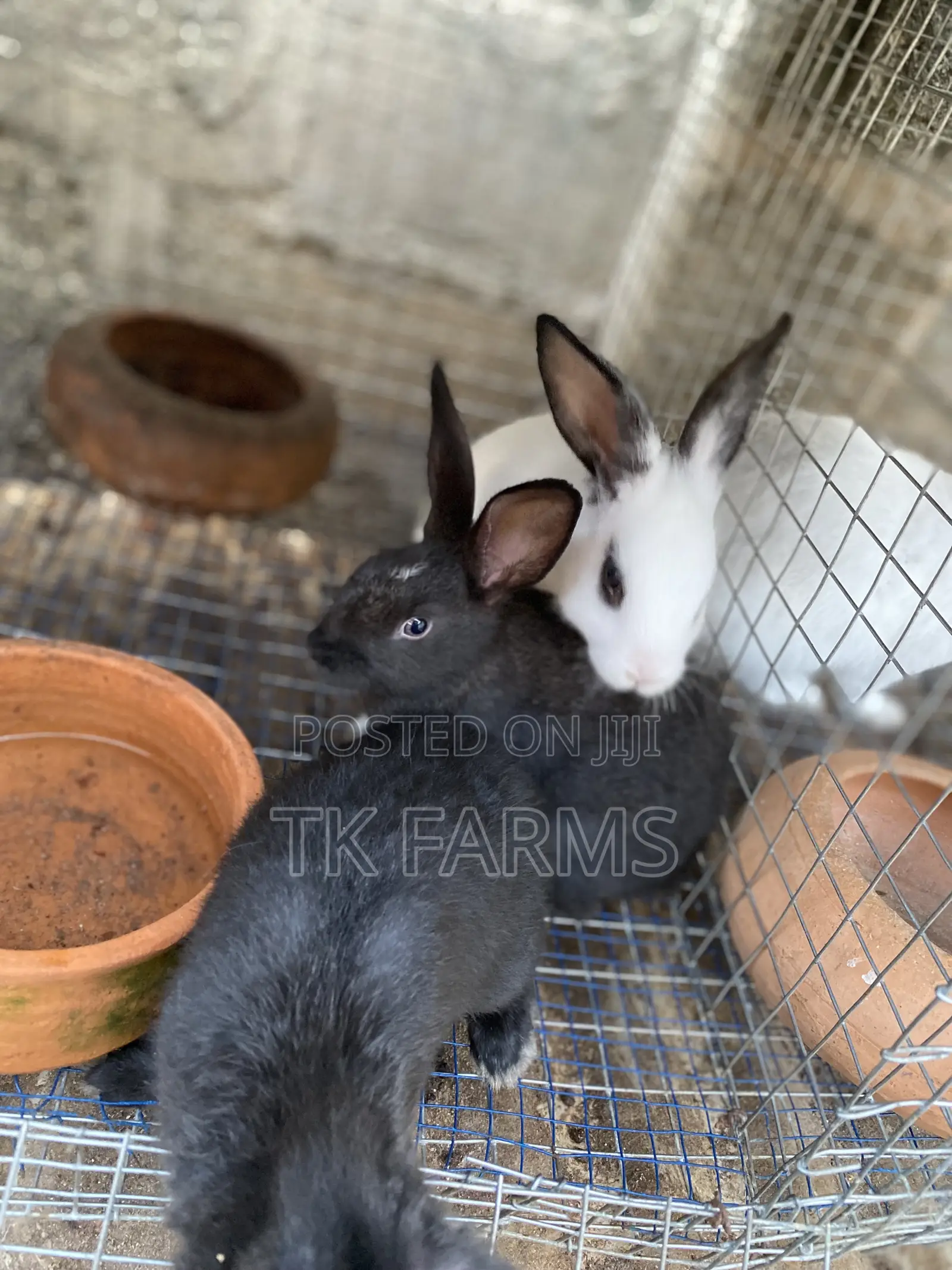 Rabbit Bunnies at Affordable Prices