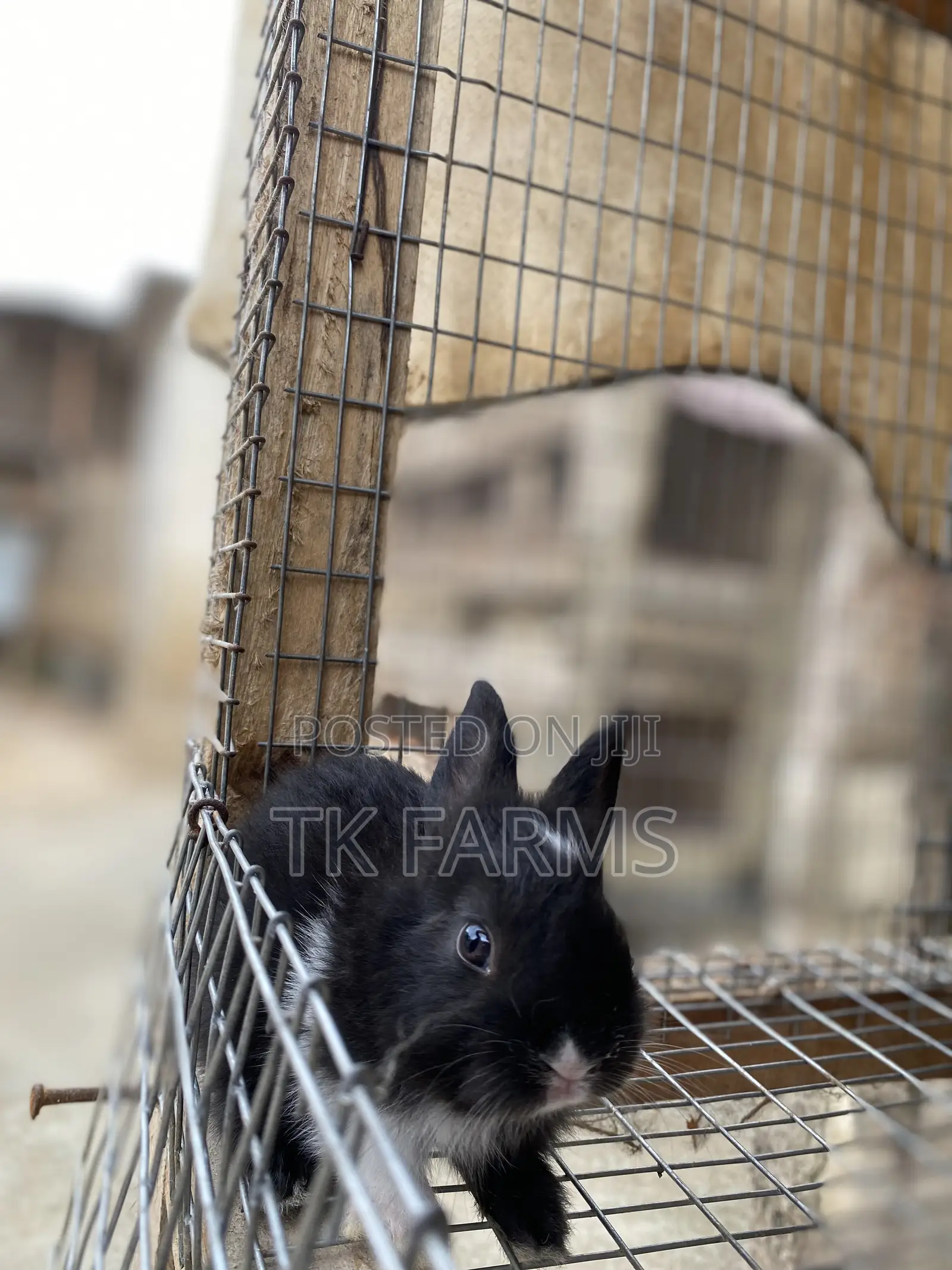 Rabbit Bunnies at Affordable Prices