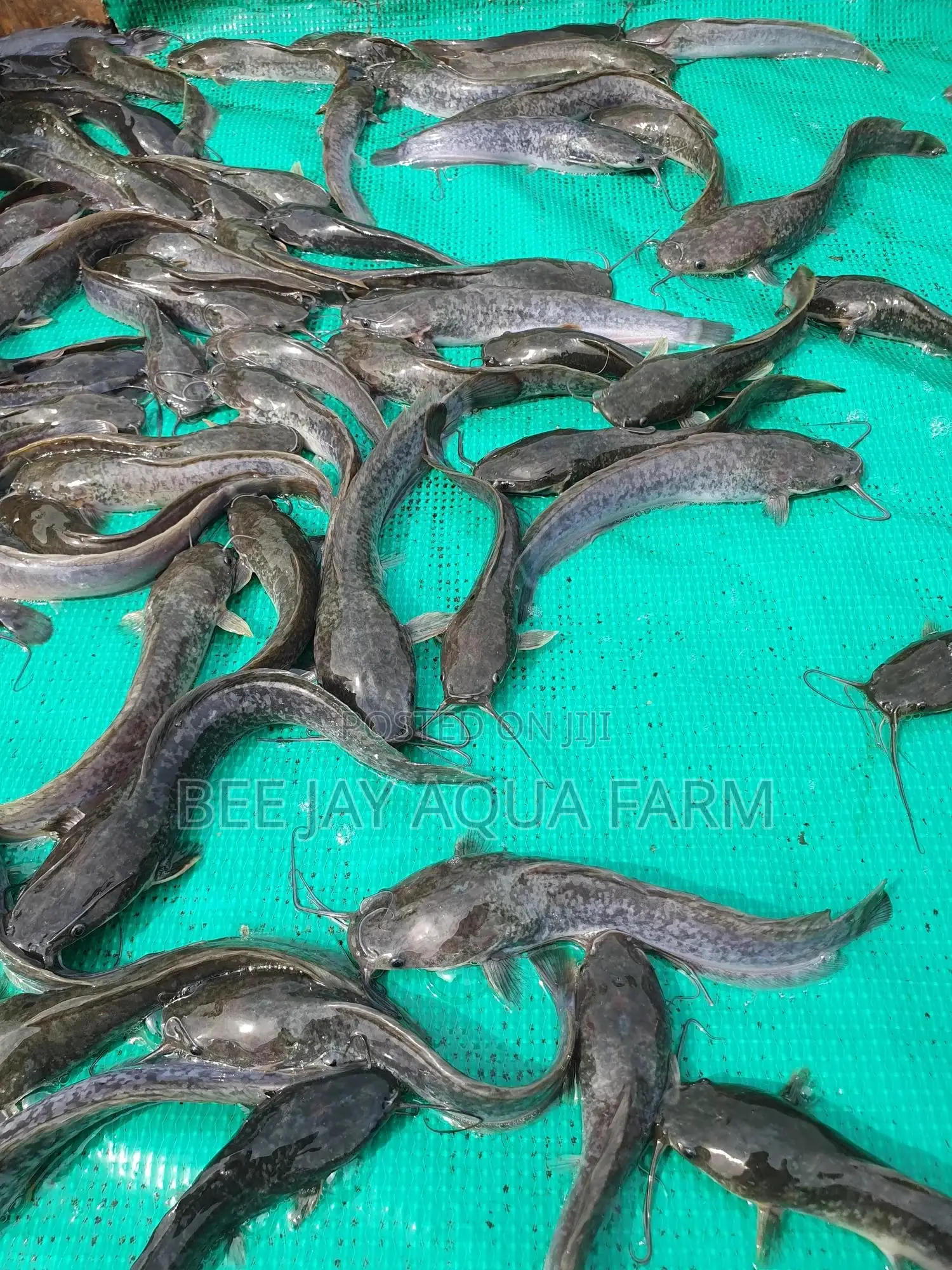 Catfish Fingerling, Juveniles Sales