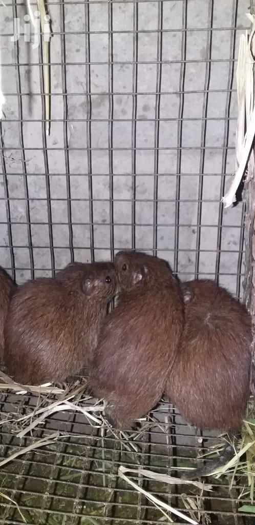 Grasscutters