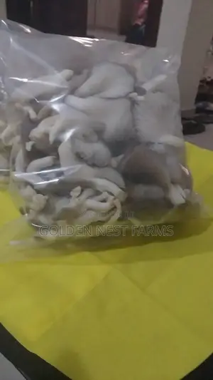 Fresh and Juicy Oyester Mushroom