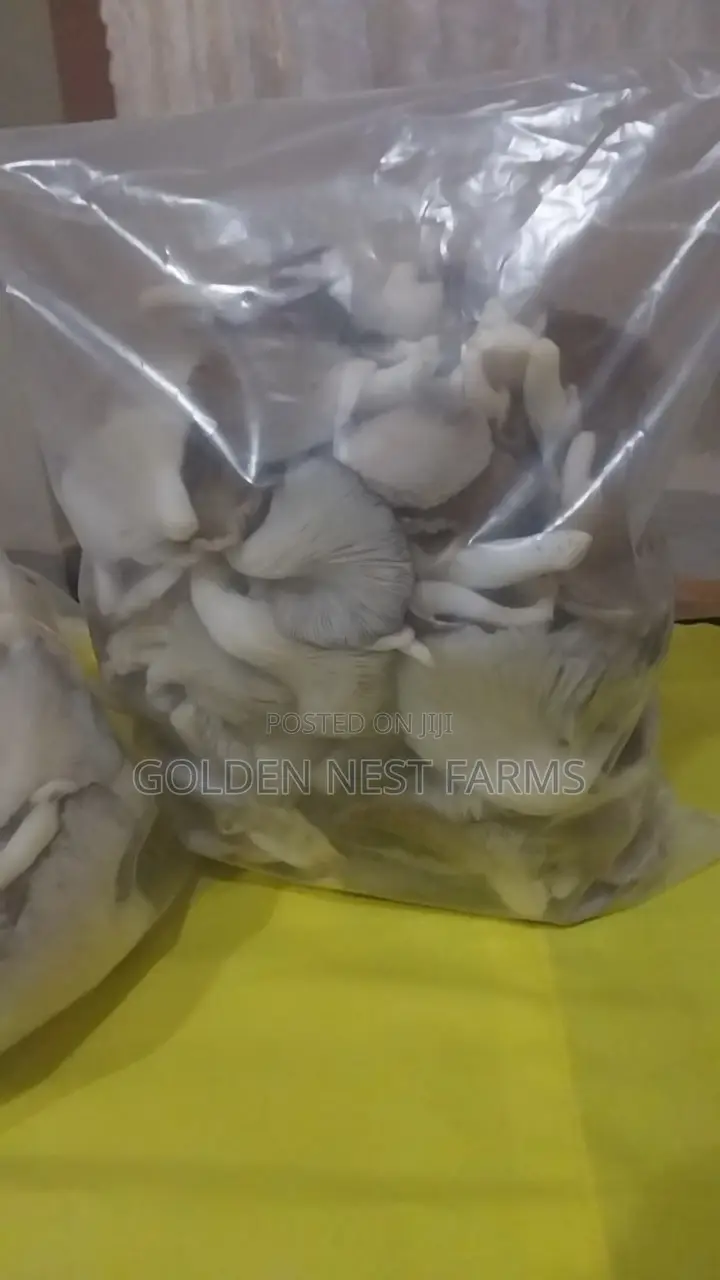 Fresh and Juicy Oyester Mushroom