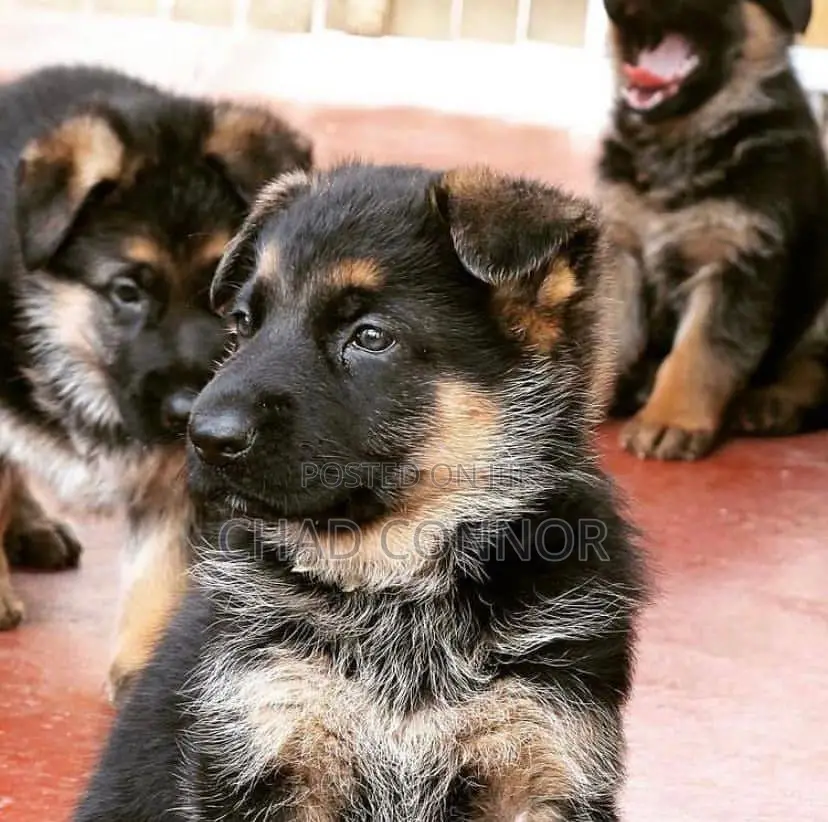 1-3 months Female Purebred German Shepherd