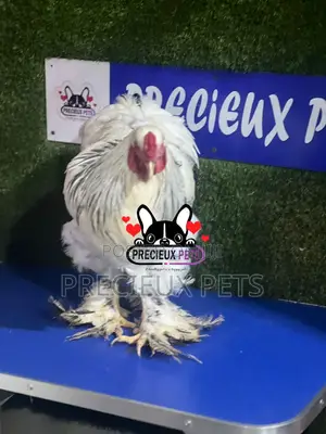 Male Brahma Chicken