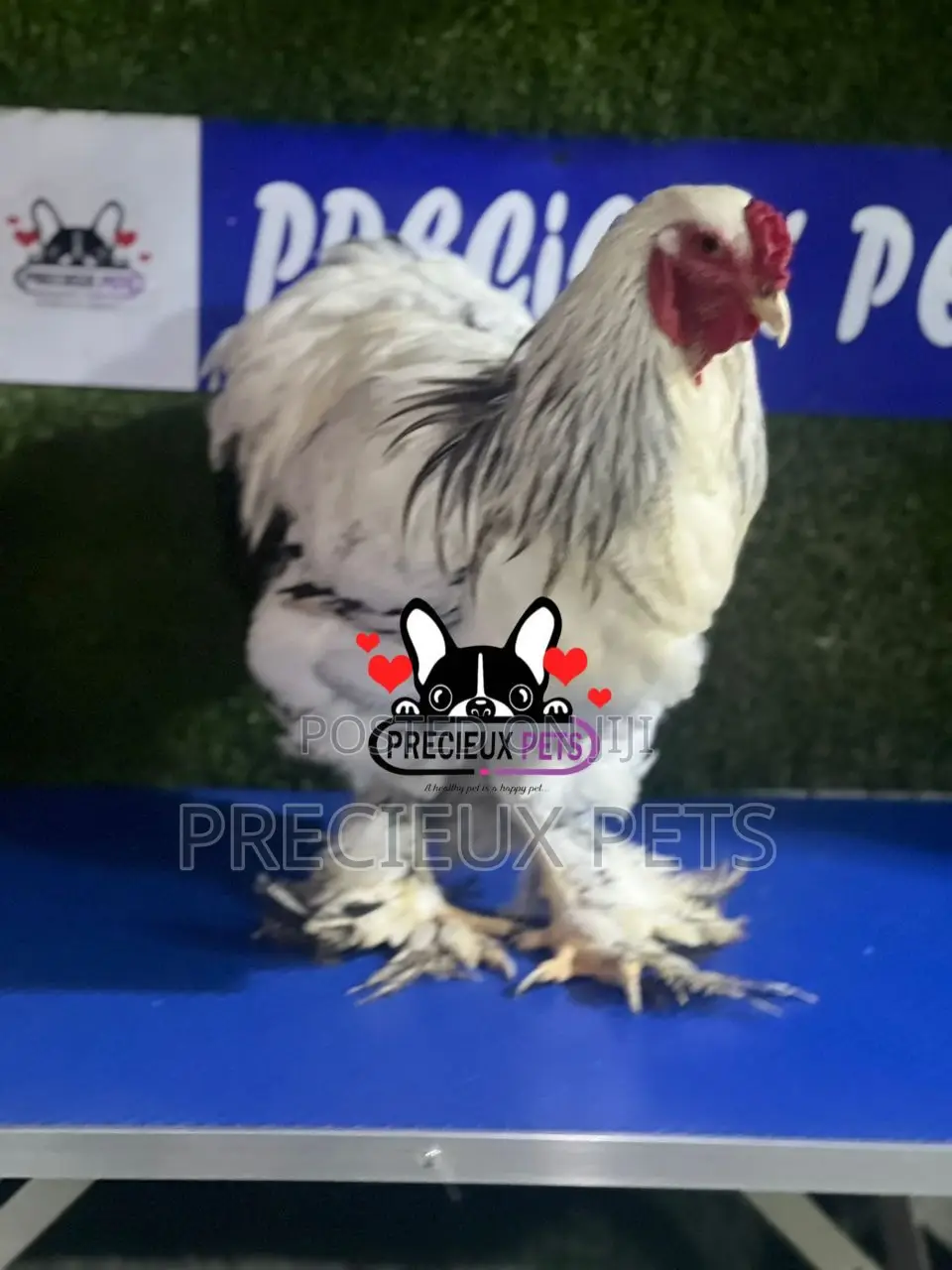 Male Brahma Chicken