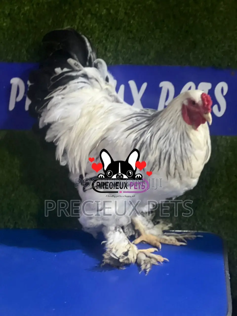 Male Brahma Chicken