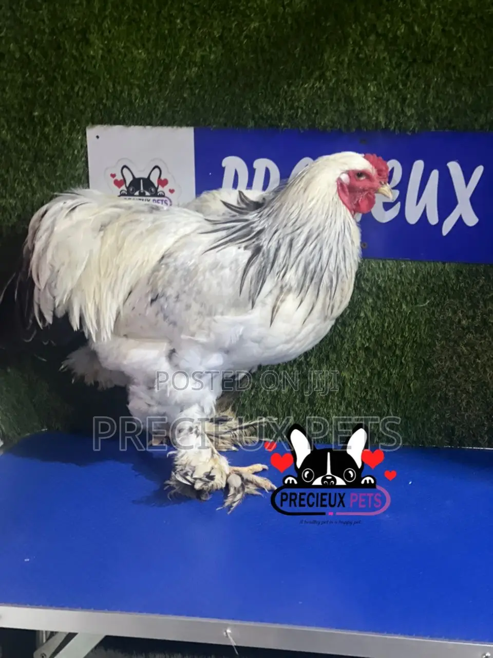 Male Brahma Chicken