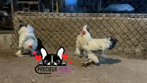 Male Brahmas Chicken Tag -0003