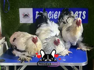 Male Brahmas Chicken Tag 0004