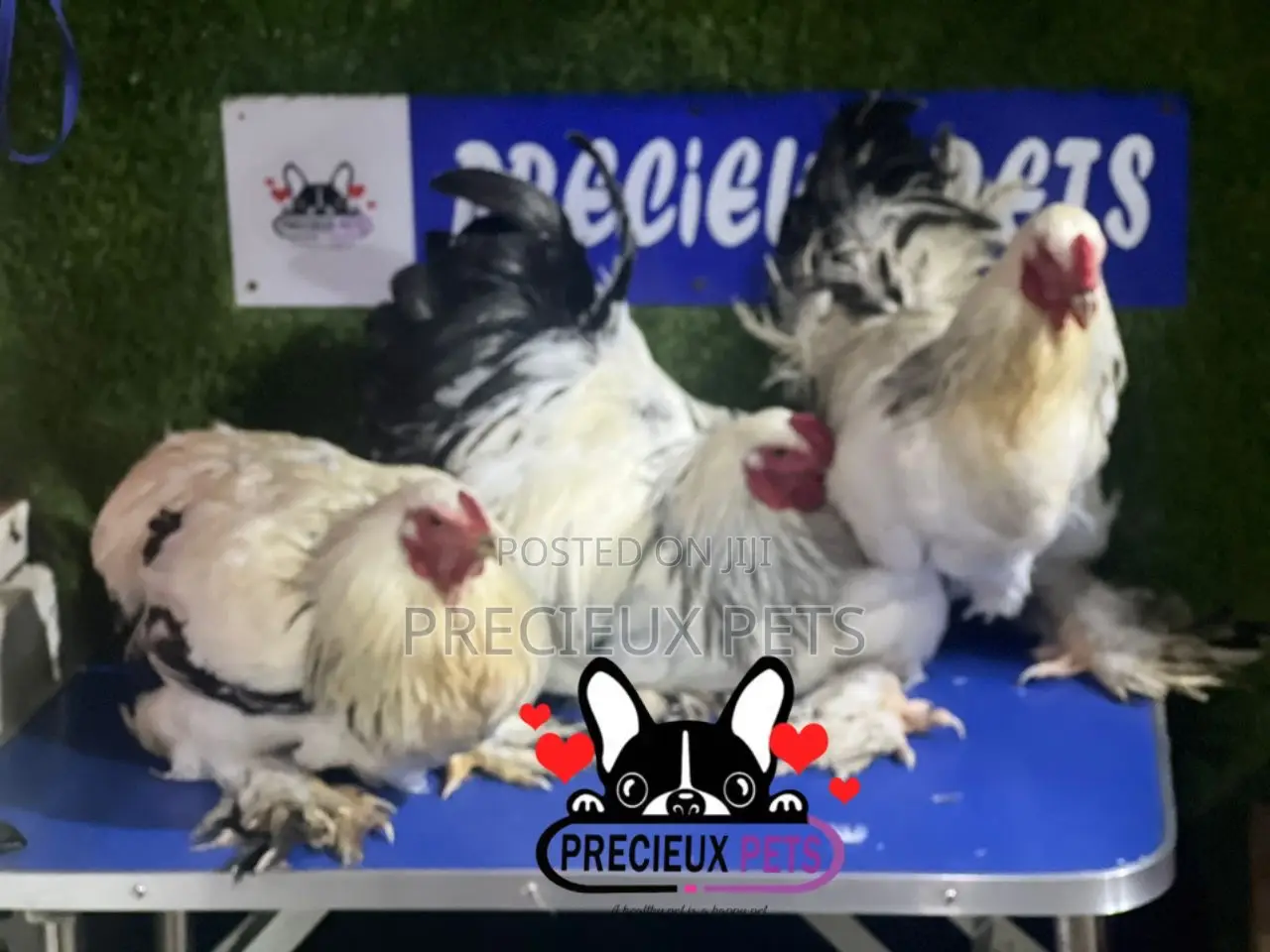 Male Brahmas Chicken Tag 0004