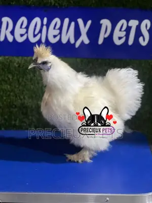 Female Silkie Bantam Chicken
