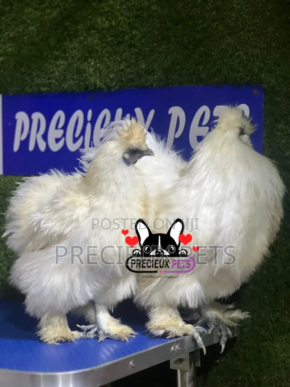 1 Pair of Silkie Bantam Chicken