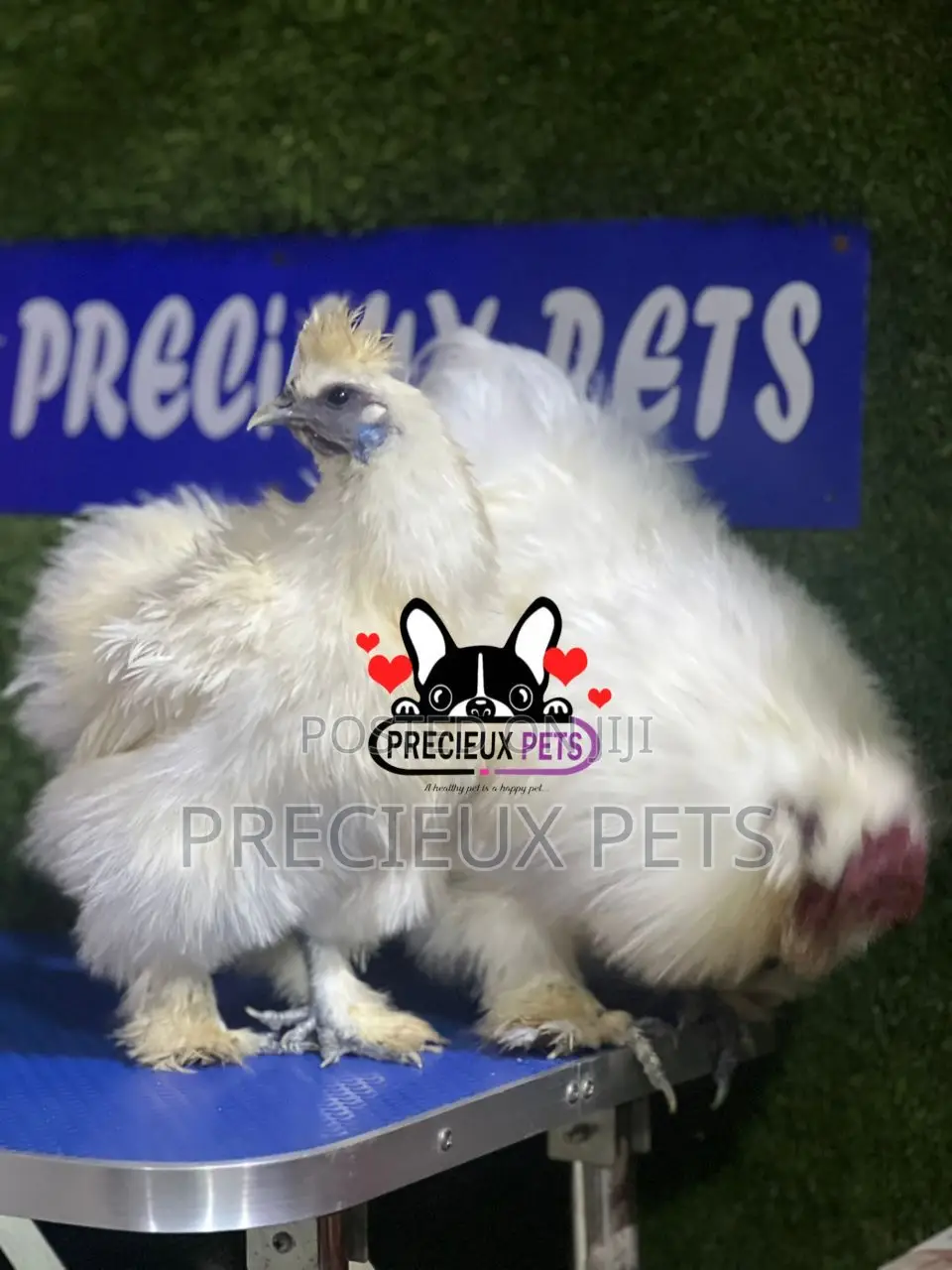 1 Pair of Silkie Bantam Chicken