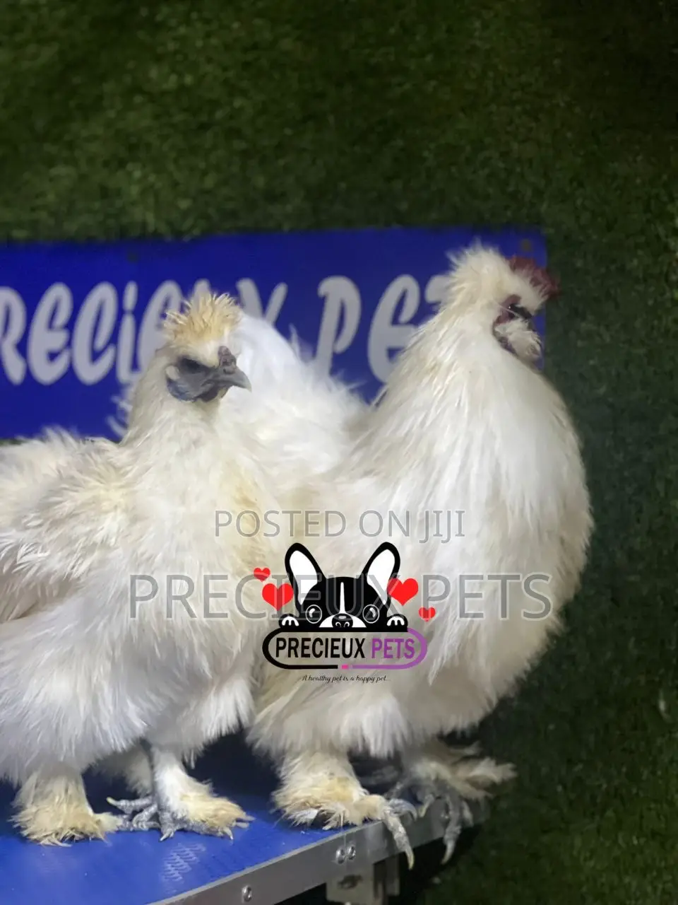 1 Pair of Silkie Bantam Chicken