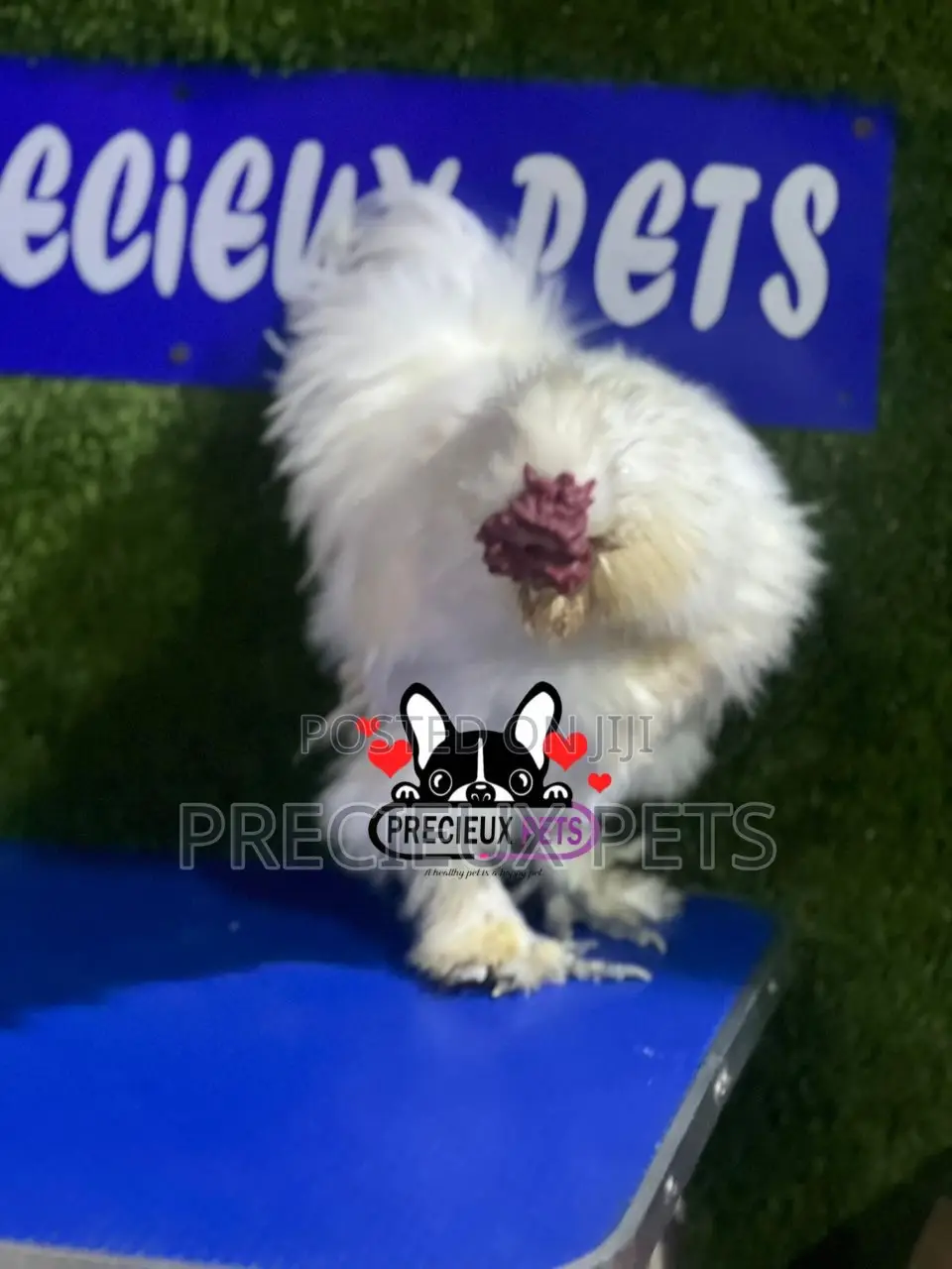 Male Silkie Bantam Chicken