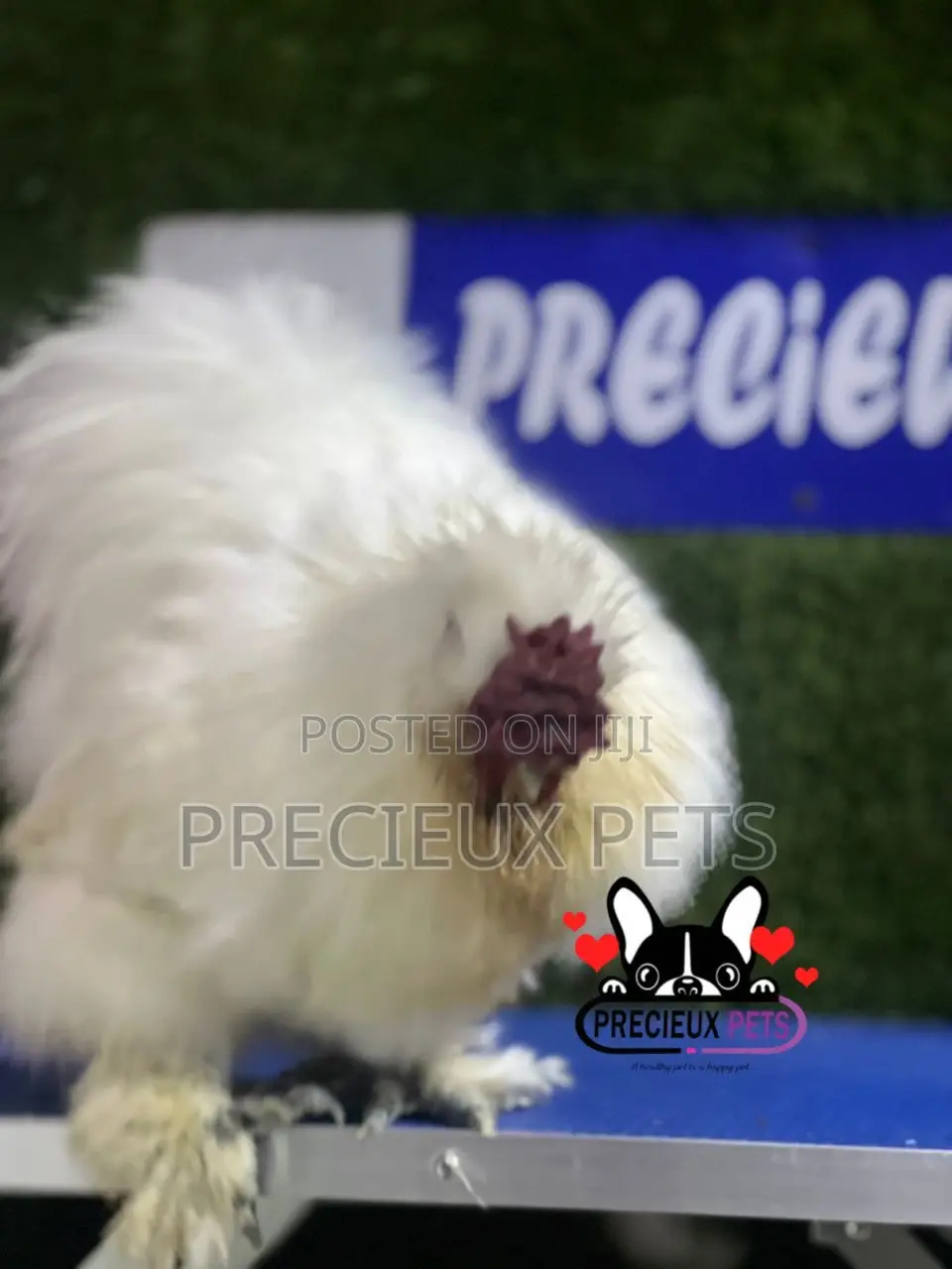 Male Silkie Bantam Chicken
