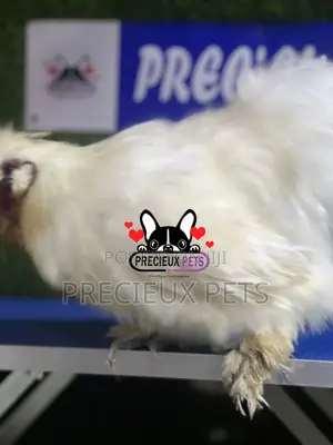 Male Silkie Bantam Chicken