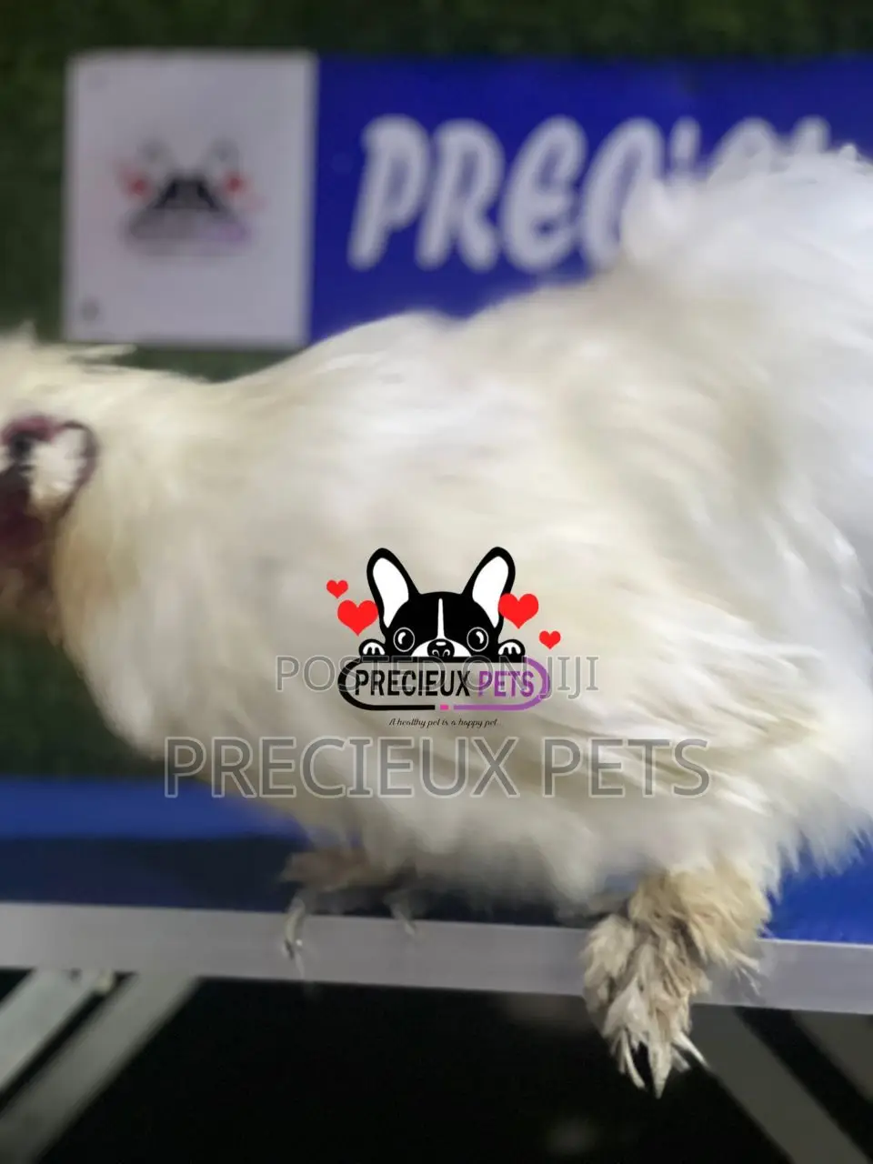 Male Silkie Bantam Chicken