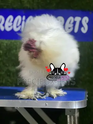 Male Silkie Bantam Chicken