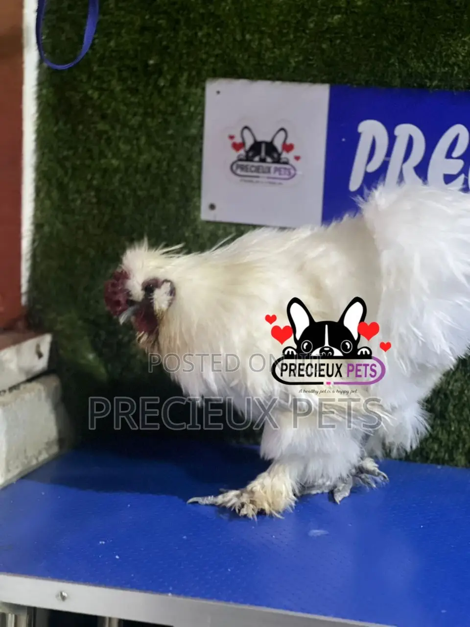 Male Silkie Bantam Chicken