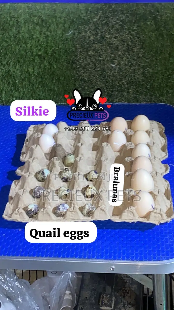 Fertilized Eggs (Silkie BantamQuails BirdsBrahms Chicken) in Greater