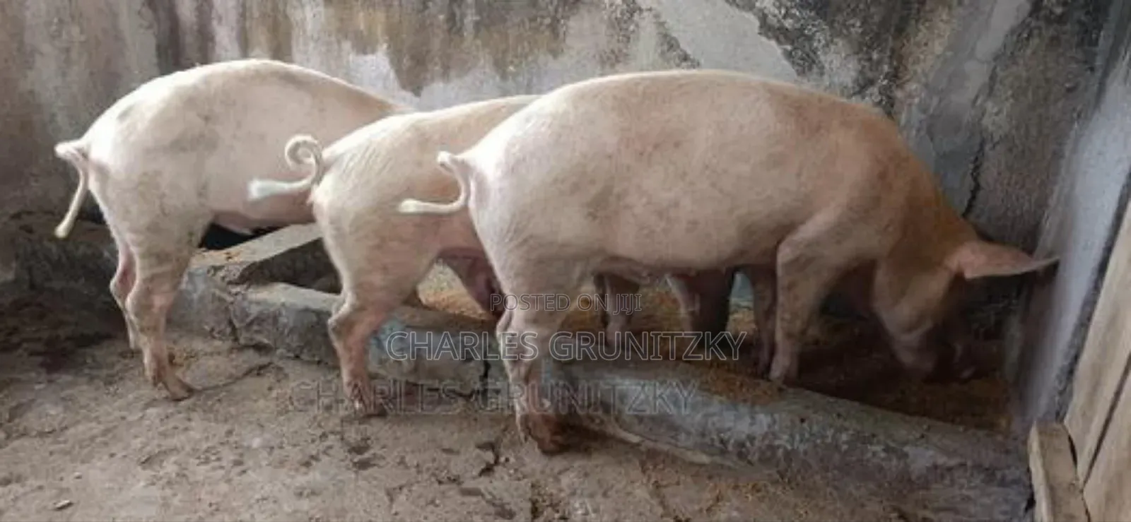 Piglets and Adult Pigs