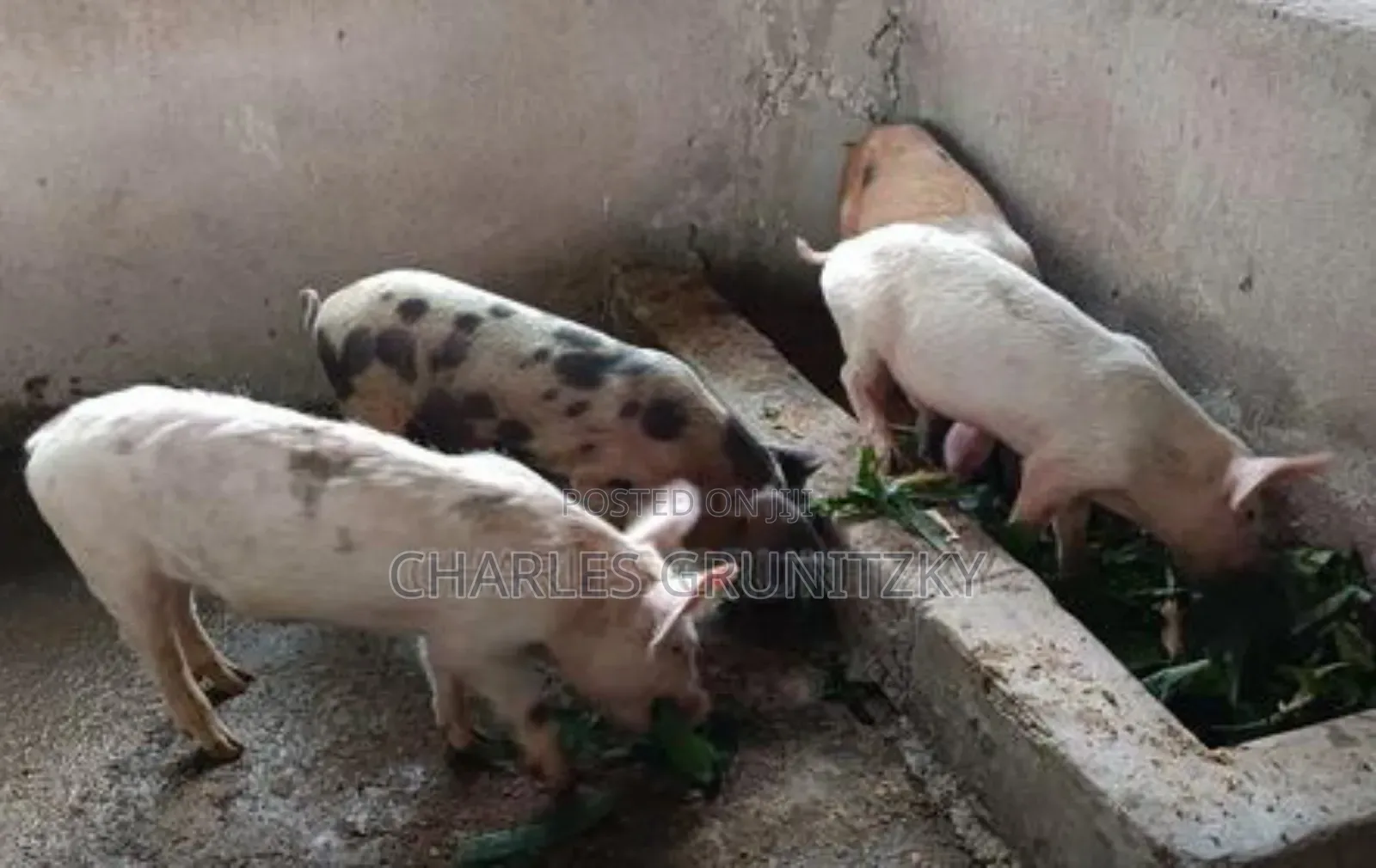 Piglets and Adult Pigs