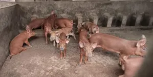 Piglets and Adult Pigs