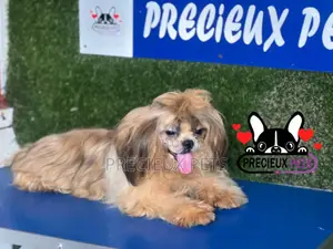 3-6 months Female Purebred Shih Tzu
