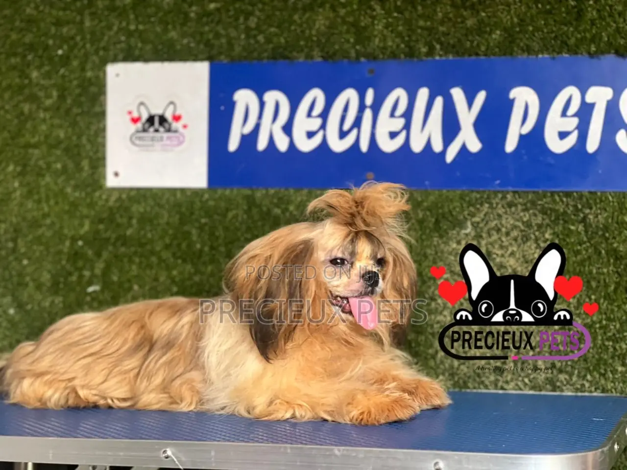 3-6 months Female Purebred Shih Tzu