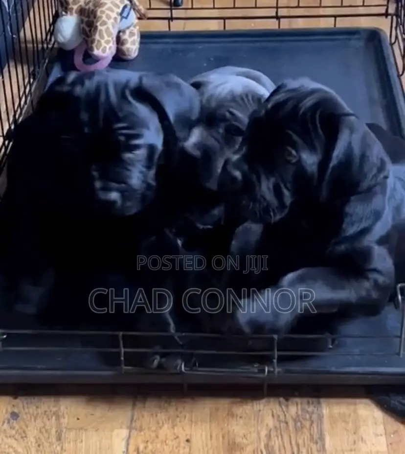 1-3 months Male Purebred Cane Corso