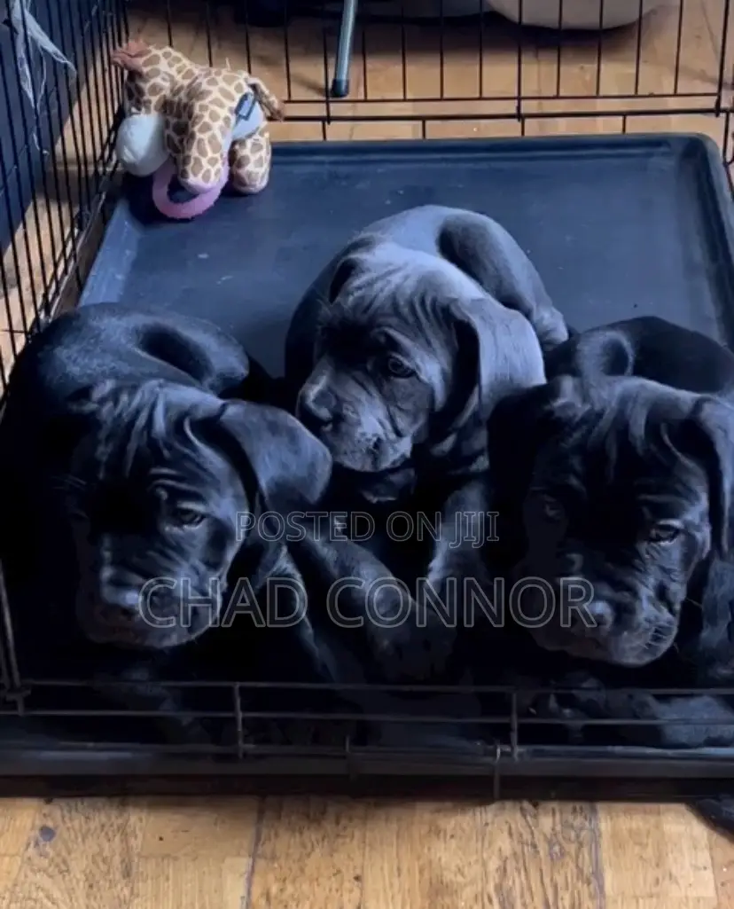 1-3 months Male Purebred Cane Corso