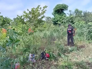 Weeding Service