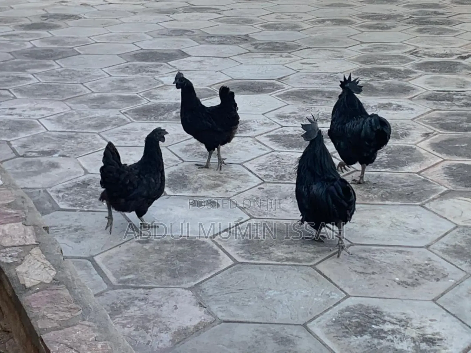 Ayam Cemani Chickens