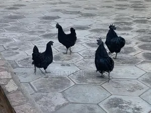 Ayam Cemani Chickens